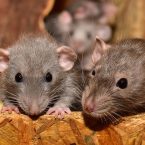 Quelles sont les causes d'infestation des rats ?